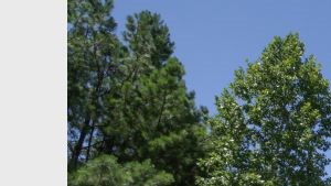 Apartments For Rent In Gainesville Ga Cheap Apartments For Rent In Gainesville Ga Cheap